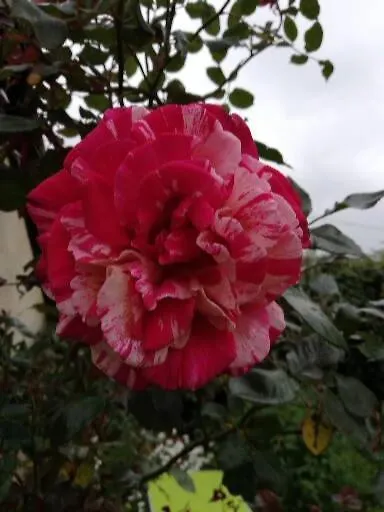 Au Coeur Du Jardin Villa La Boussac 0*,
